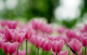 澳门金沙网址：吸引全球游客的秘密，带你揭开背后的故事！